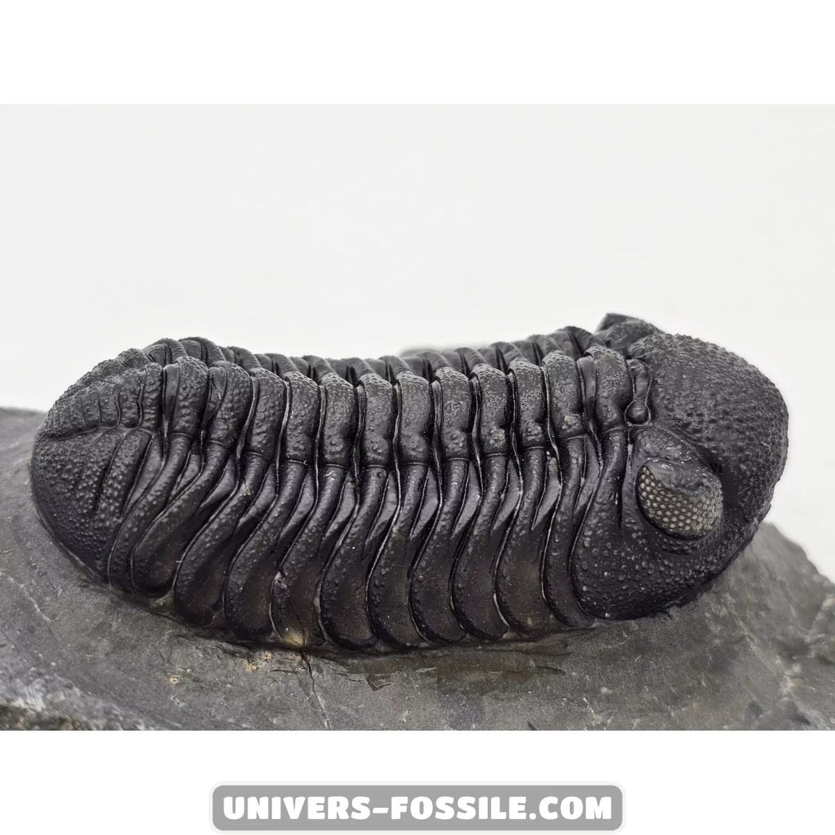 Phacops - Univers Fossile