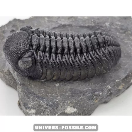 Phacops - Univers Fossile