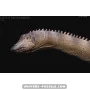 Diplodocus carnegii Museum Class Replica 1/35e to sell