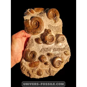 Bloc ammonites et bivalves