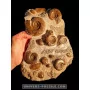 Ammonites and bivalves plate to sell