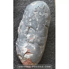 Oviraptor egg