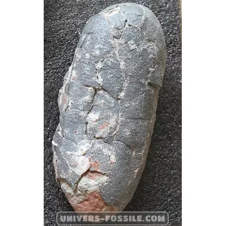 Oviraptor egg to sell