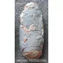 Oeuf d'Oviraptor à vendre