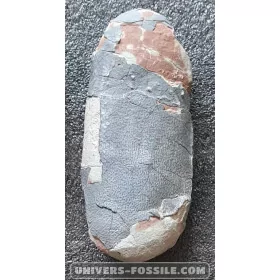 Oviraptor egg
