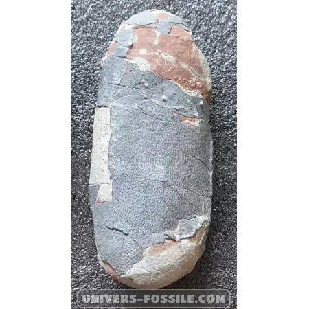 Oeuf d'Oviraptor à vendre