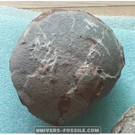 Hadrosaur Egg