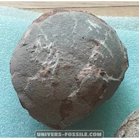 Oeuf d'Hadrosaure à vendre