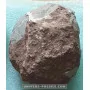 Hadrosaur Egg to sell