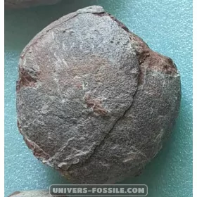 Hadrosaur Egg
