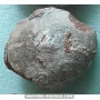 Hadrosaur Egg to sell