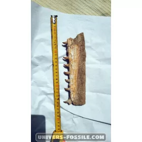 Mosasaure jaw