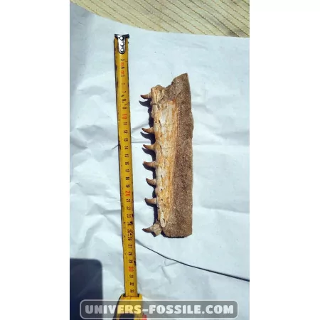 Mosasaure jaw to sell