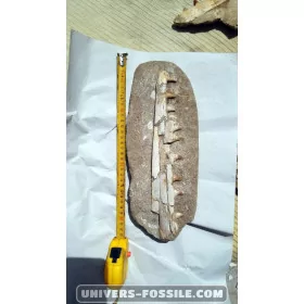 Mosasaure jaw