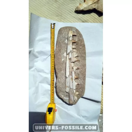 Mosasaure jaw to sell