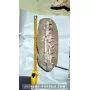 Mosasaure jaw to sell