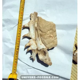 Keichousaurus to sell