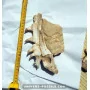 Mosasaure jaw to sell