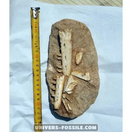 Mosasaure jaw to sell
