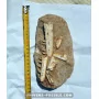 Mosasaure jaw to sell
