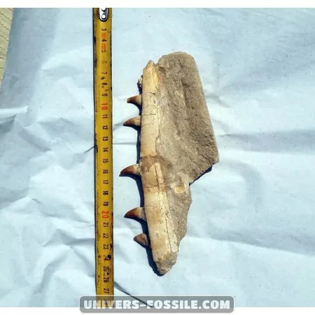 Mosasaure jaw to sell