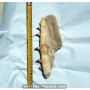 Mosasaure jaw to sell