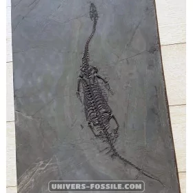 Keichousaurus