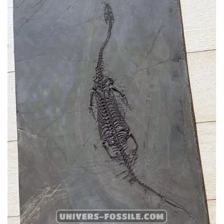 Keichousaurus à vendre