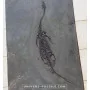 Keichousaurus à vendre