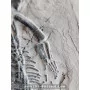 Keichousaurus à vendre