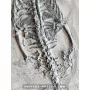Keichousaurus à vendre