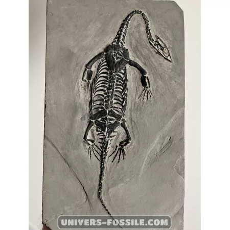 Keichousaurus to sell