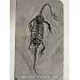 Keichousaurus to sell