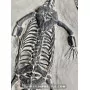Keichousaurus to sell