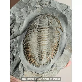 Keichousaurus to sell