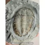 Longianda termieri [very rare] to sell