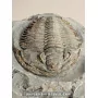 Longianda termieri [very rare] to sell