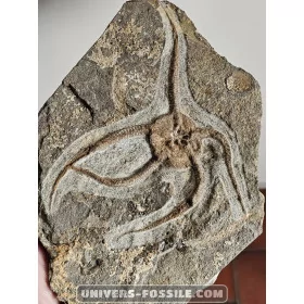 Ophiura