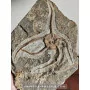 Ophiure fossile à vendre