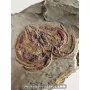 Arthropod marrelide [Very rare!] to sell