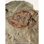 Arthropod marrelide [Very rare!] to sell