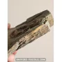 Arthropod marrelide [Very rare!] to sell