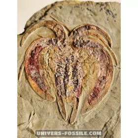 Arthropod marrelide [Very rare!]