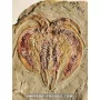 Arthropod marrelide [Very rare!] to sell