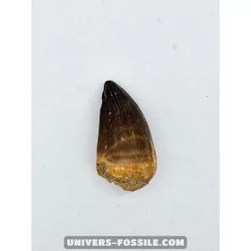 Mosasaur tooth 5cm x 3cm