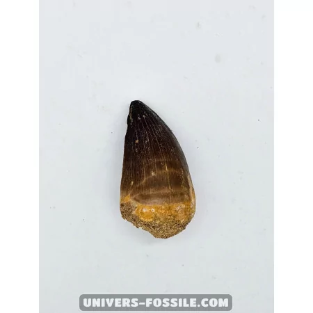 Mosasaur tooth 5cm x 3cm to sell