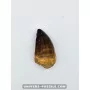 Dent de Mosasaure 5cm x 3cm à vendre