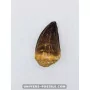 Mosasaur tooth 5cm x 3cm to sell