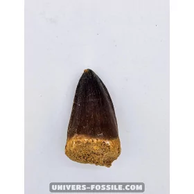 Mosasaur tooth 5.5cm x 3cm