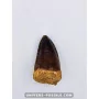 Dent de Mosasaure 5.5cm x 3cm à vendre